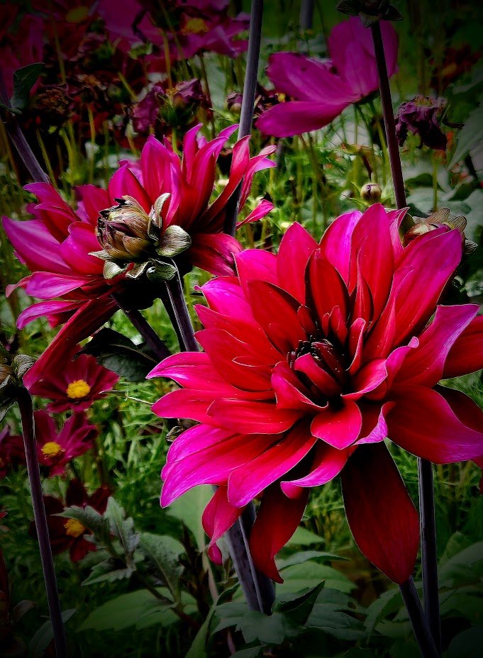 Dahlia love 🩷
#NatureBeauty on #MagentaMonday
