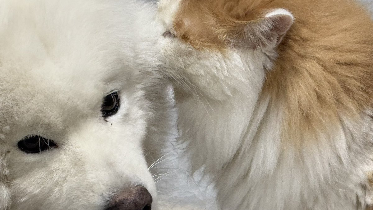 #四爱 #四爱女攻 
小猫吸狗