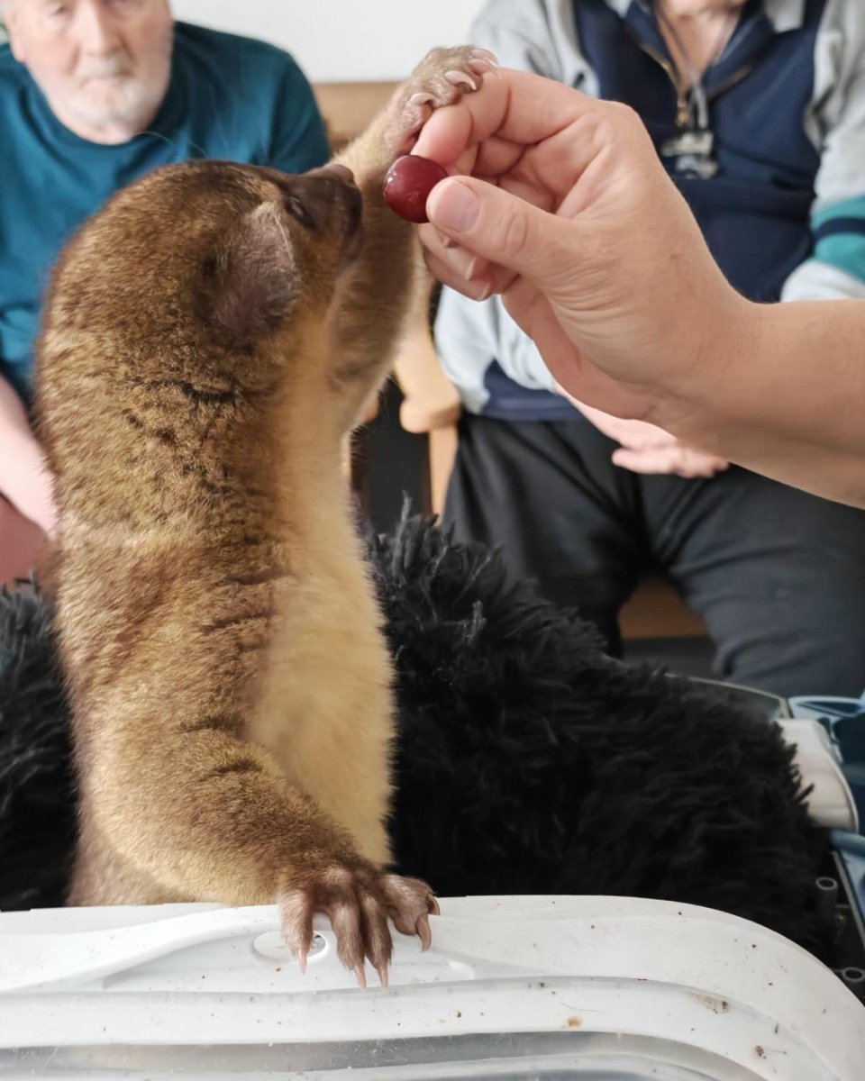 Residents at Worthing House had a special visitor—a kinkajou! 🐒

We loved learning that these amazing creatures are also known as "honey bears" and use their long tails to climb trees. What a memorable day!

Discover Abbeyfield South Downs: south-downs.abbeyfield.com