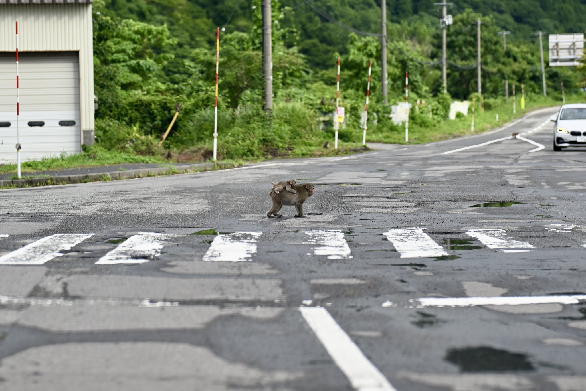 昭和30年代【レア】当時物☆横断歩道を守り続けた☆おまわりさん高さ1m20cm 懸垂幕 822－02A 春の全国交通安全運動実施中 | 【ミドリ
