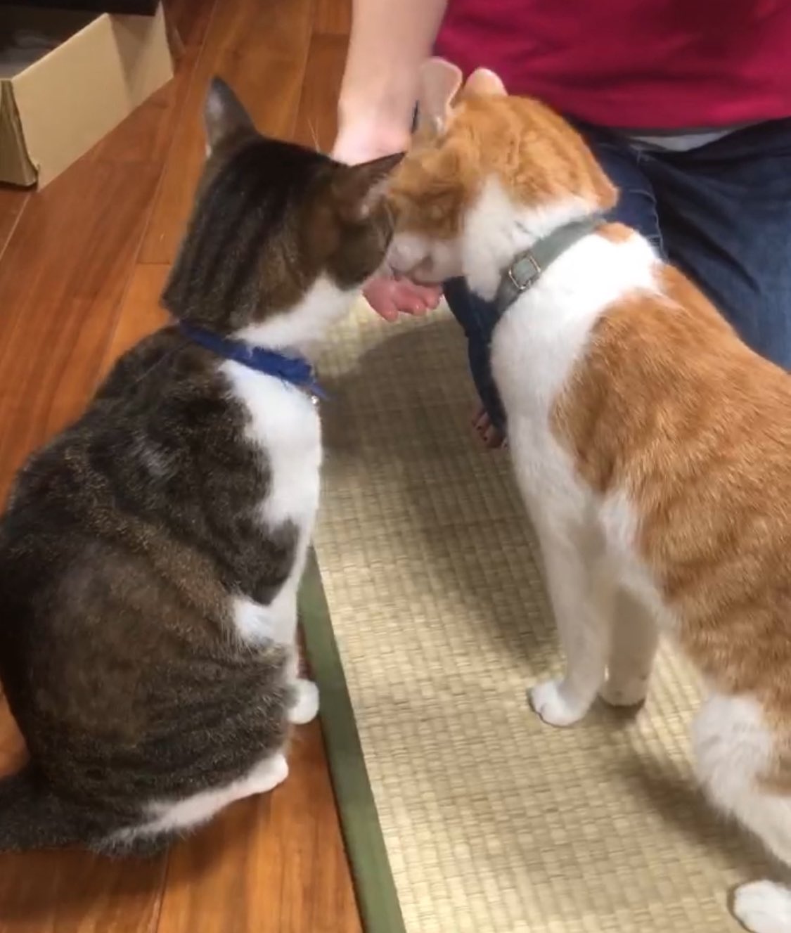とろろ♡ とろろ♡