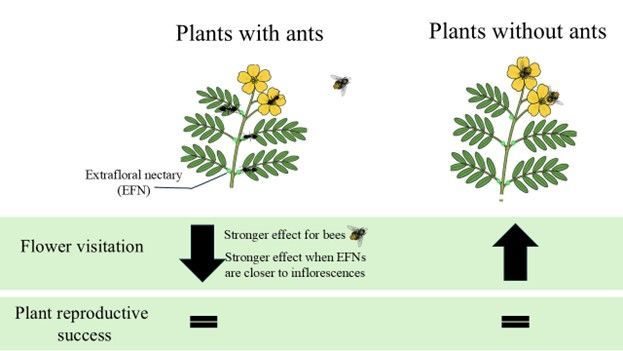🌺Flowering plants engage in protection, via extrafloral nectaries (EFNs) and pollination mutualisms. Although protective ants can repel pollinators, ants have a low impact on pollination, but it depends on EFN location and type of flower visitor.🐜 👉buff.ly/3AKHfqu