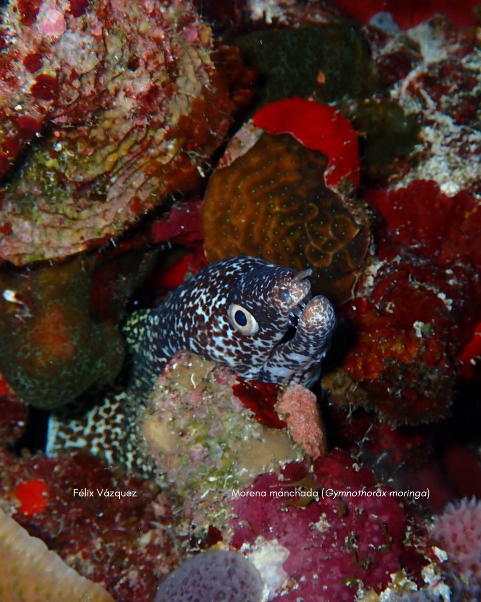 MarSustentable's tweet photo. La morena manchada (Gymnothorax moringa) habita arrecifes del Atlántico occidental.
Con su cuerpo alargado y manchas oscuras se camufla entre corales, cazando de noche peces, crustáceos y cefalópodos con potentes mandíbulas y dientes afilados. @flx_ant #OCEANS #OceanLife
#sharks https://t.co/5m2pM16Vox