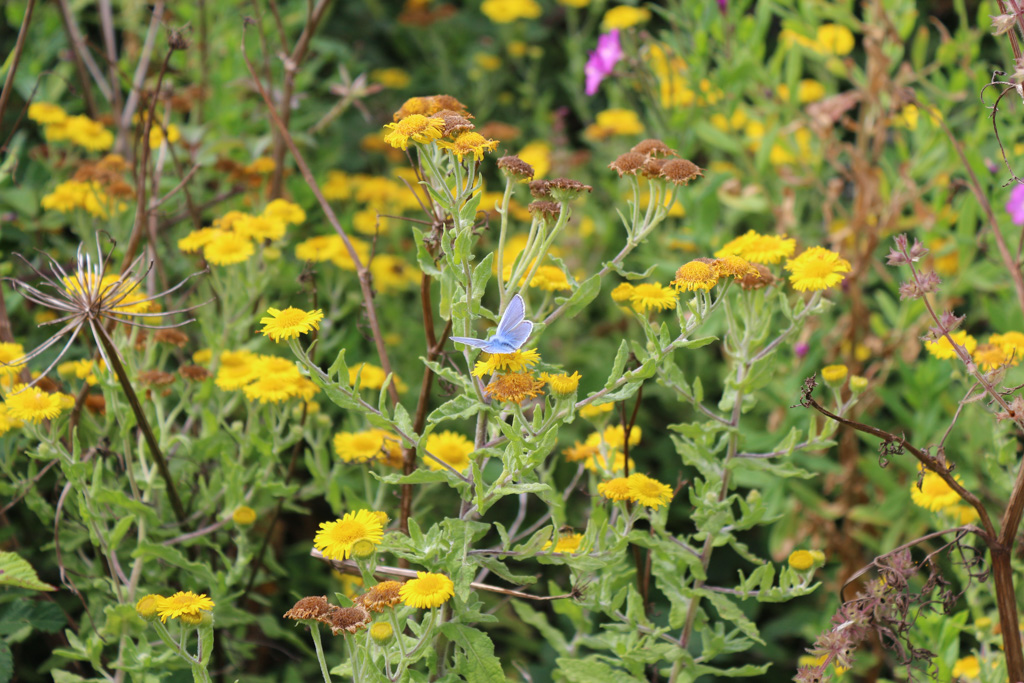 Jones8Pamela's tweet photo. The sunshine yellow of fleabane alive with butterflies and other insects at Rhosili  #FloralMonday https://t.co/DmBGFtWJTW