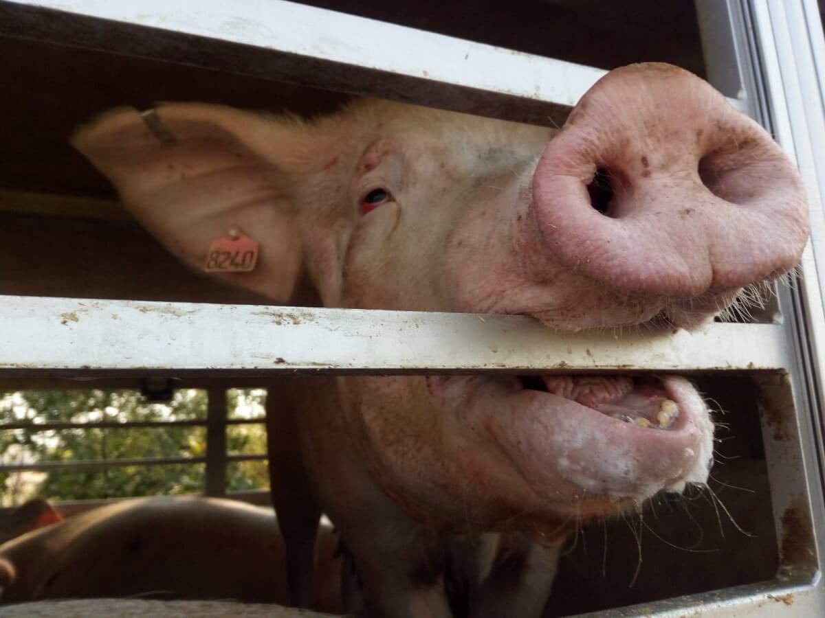 🌡️ Hitteprotocol: vanaf 27°C aangepaste regels diertransport. 🚚🐄 Zie je dieren vervoerd in de volle middagzon? Meld dit bij NVWA. Extra controles.