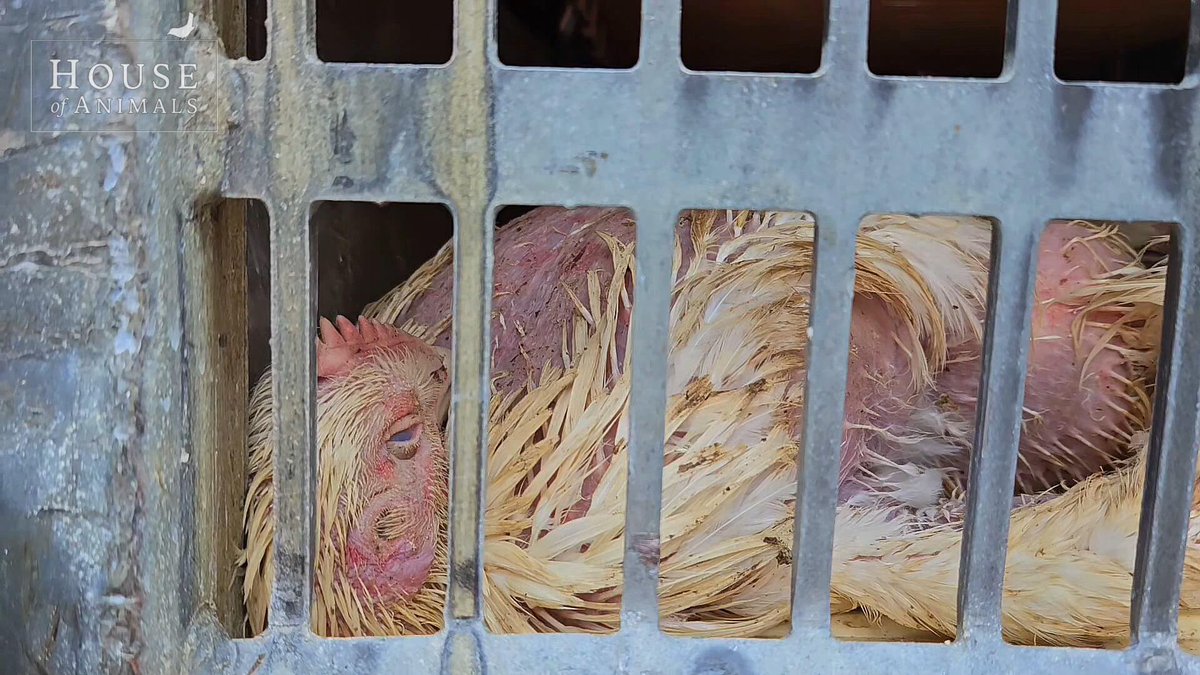 🔥 Het hitteprotocol pas vanaf 27°C is te ruim genomen.
💧 Hoge luchtvochtigheid en stress zorgen dat dieren al eerder hittestress krijgen tijdens transport.
❗ Meer bescherming is nodig om dierenleed te voorkomen.
🚨 Zie je dieren lijden? Meld overtredingen bij NVWA!