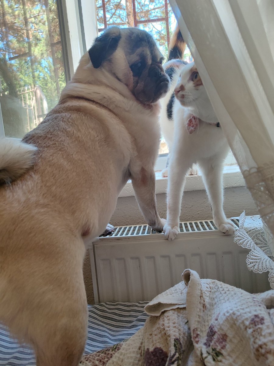 Pemcereye çuk çıkma gösü dışarda dimesinler