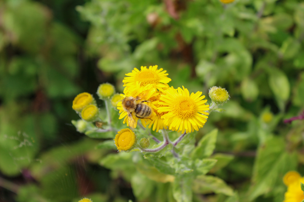Jones8Pamela's tweet photo. The sunshine yellow of fleabane alive with butterflies and other insects at Rhosili  #FloralMonday https://t.co/DmBGFtWJTW