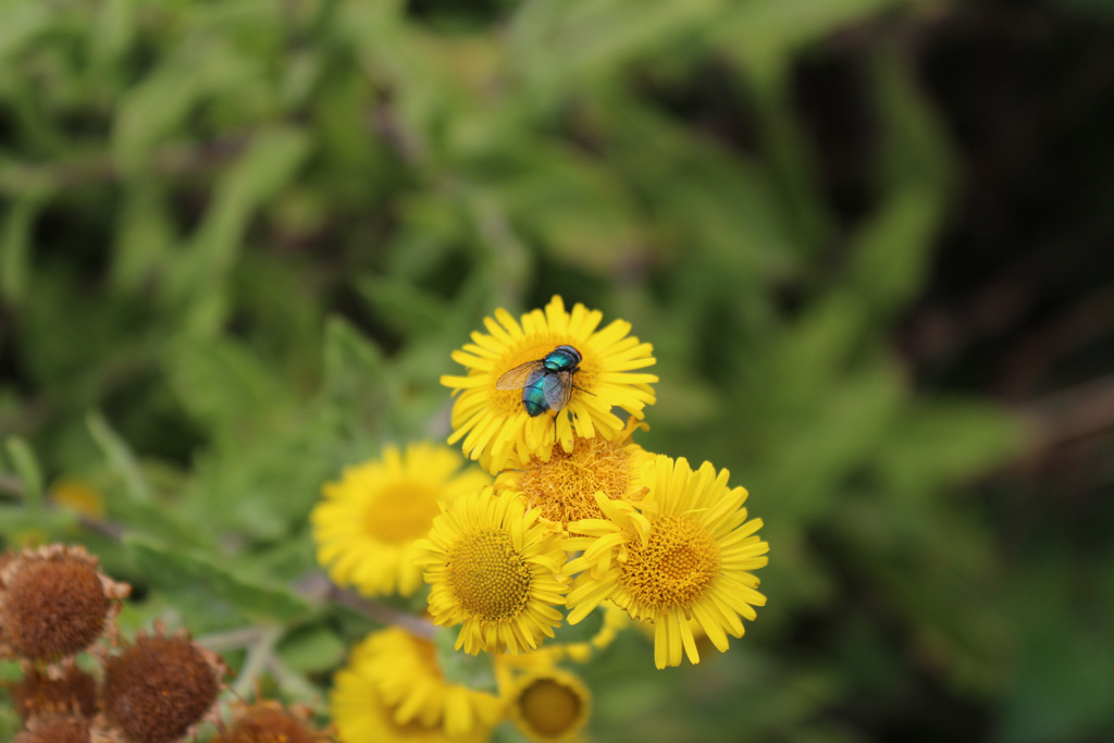 Jones8Pamela's tweet photo. The sunshine yellow of fleabane alive with butterflies and other insects at Rhosili  #FloralMonday https://t.co/DmBGFtWJTW