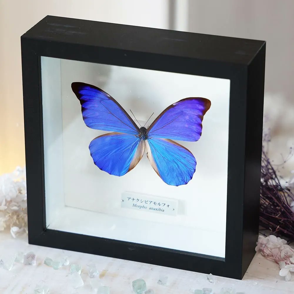 アナクシビアモルフォ　標本Peek A Boo アナクシビアモルフォ 標本Peek A Boo様専用 - メルカリ