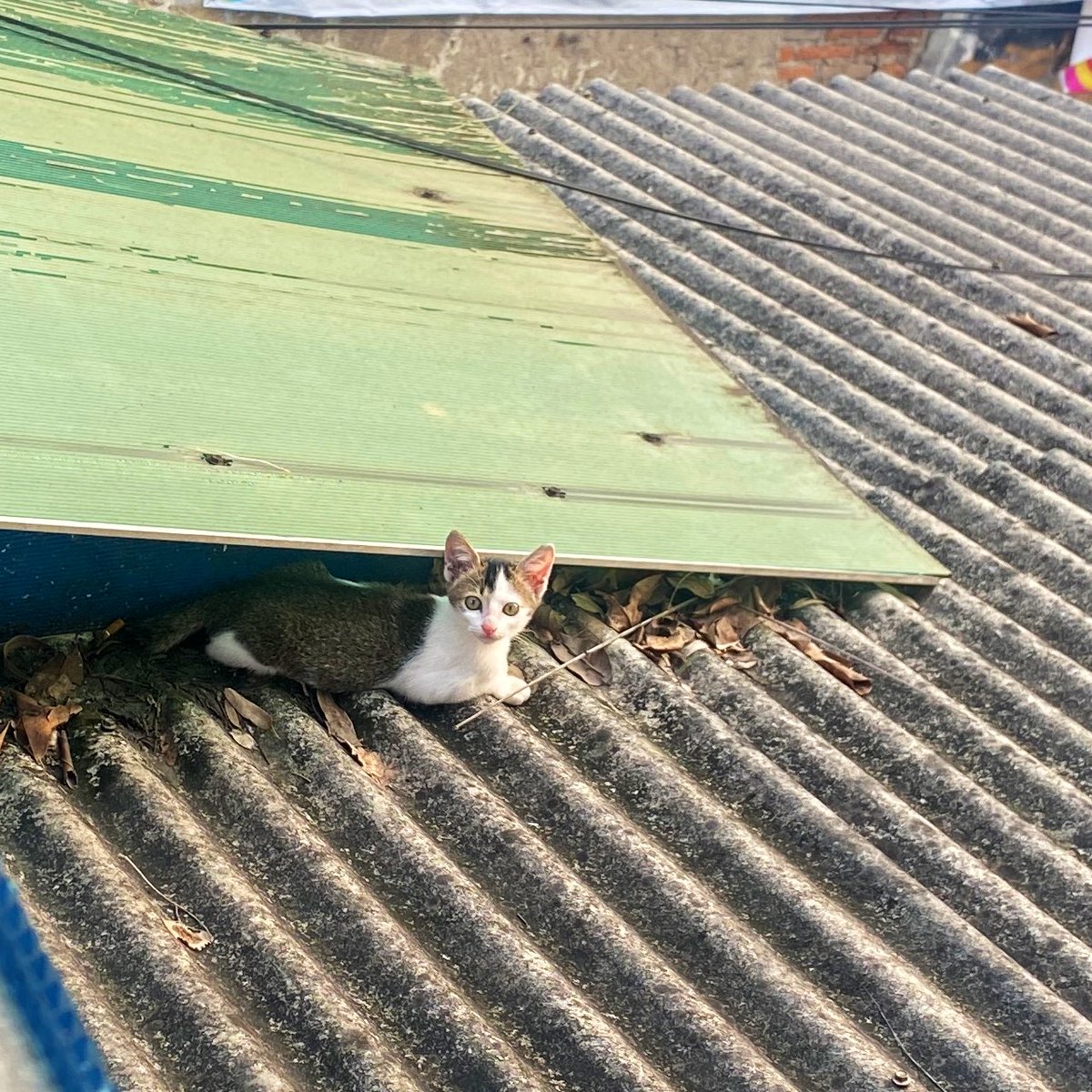 urraawr 🐱🧦🦋 tweet media