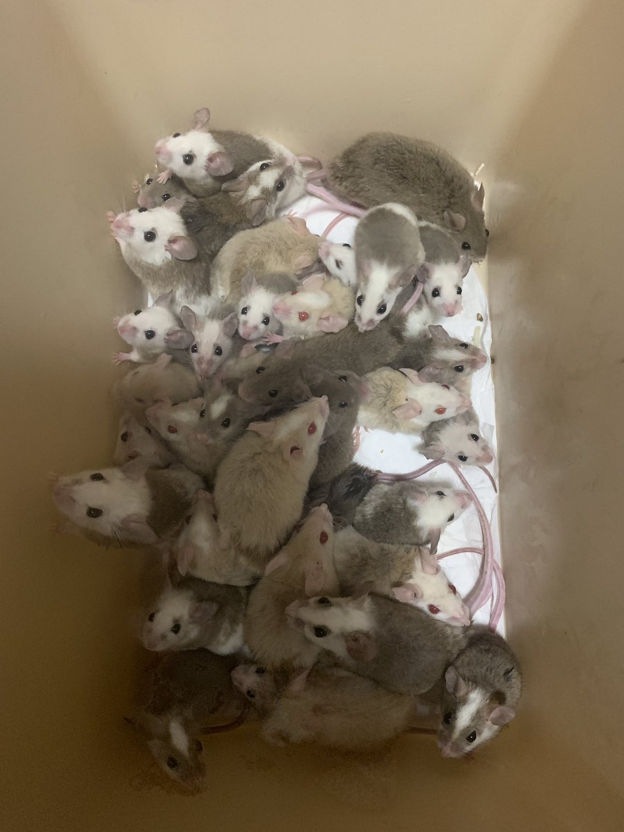 ヤワゲちゃんが増えまくり💦
びっくりするくらい 産むし増えるんですね……予想以上に増えて驚き😳

これ以外にも離乳してちょっとの子と まだまだベビーが わんかさ

欲しい方っていらっしゃいますかね？？

 #ヤワケネズミ