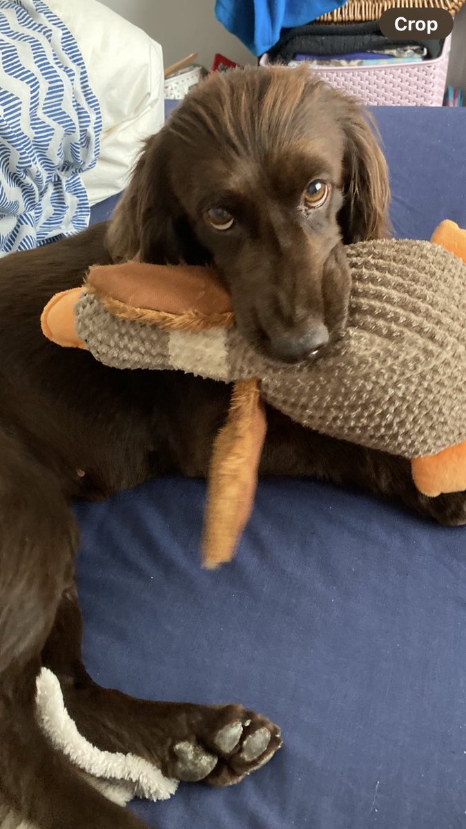 Mum was changing the beds this morning and even though I’m not supposed to go upstairs I thought me and Ducky should supervise!!