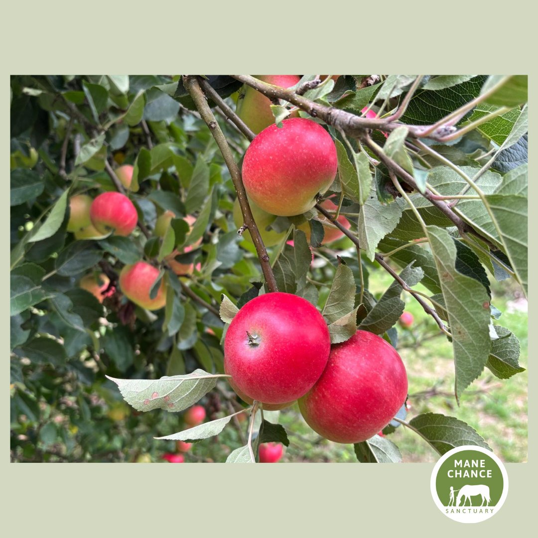 manechance's tweet image. The monks offered accommodation to pilgrims on the Pilgrim's Way, which passes the edge of our land as it winds from Winchester to Canterbury through Guildford. 2/2 #ManeChanceSanctuary #PilgrimsWay #SurreyHistory #HorseSanctuary #AnimalCharity