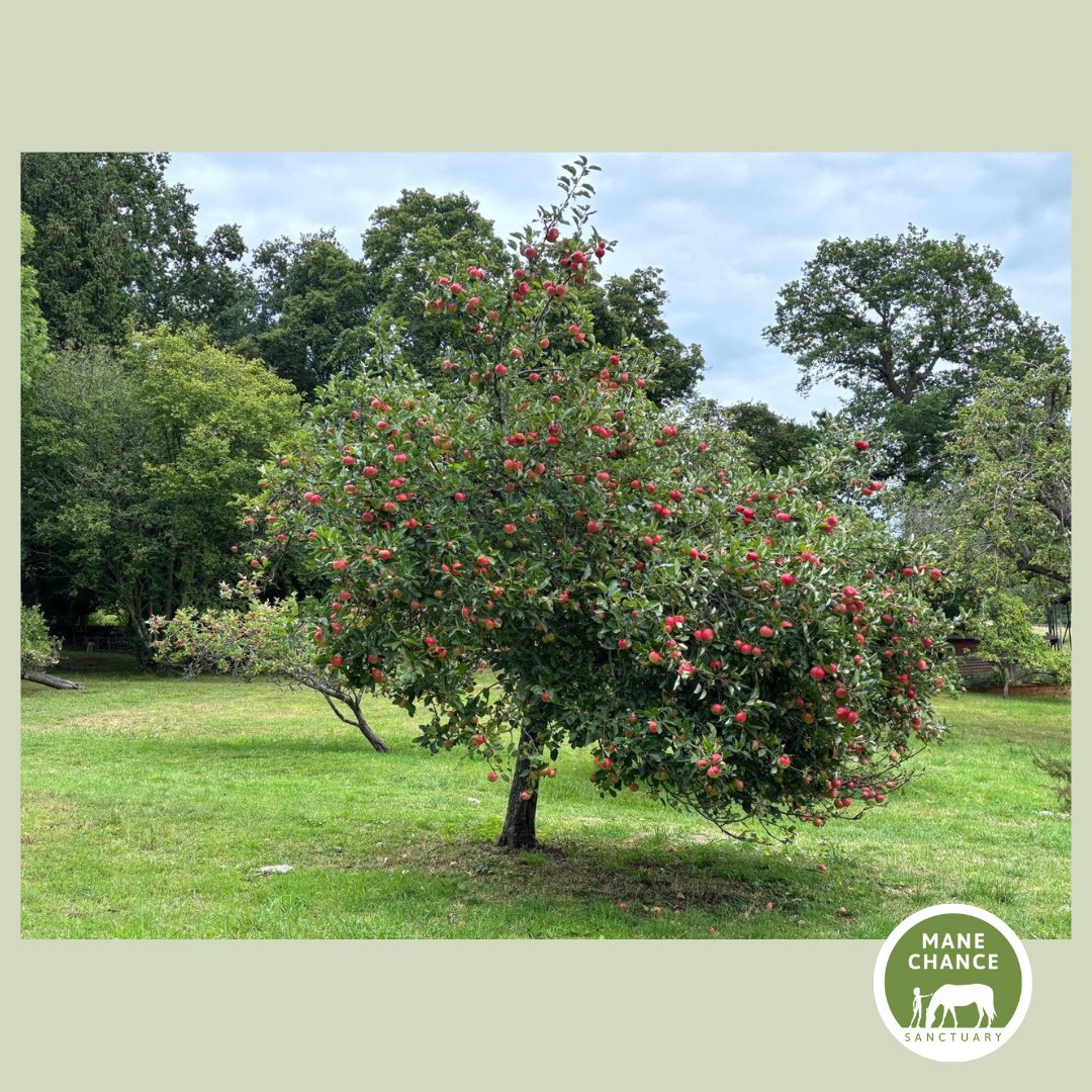 manechance's tweet image. The monks offered accommodation to pilgrims on the Pilgrim's Way, which passes the edge of our land as it winds from Winchester to Canterbury through Guildford. 2/2 #ManeChanceSanctuary #PilgrimsWay #SurreyHistory #HorseSanctuary #AnimalCharity