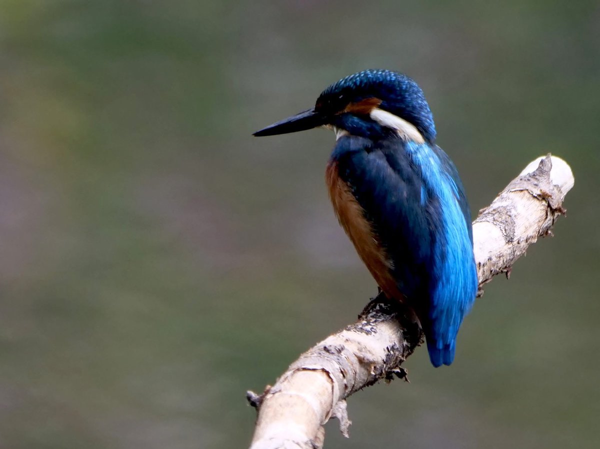 Derek Hollis tweet media