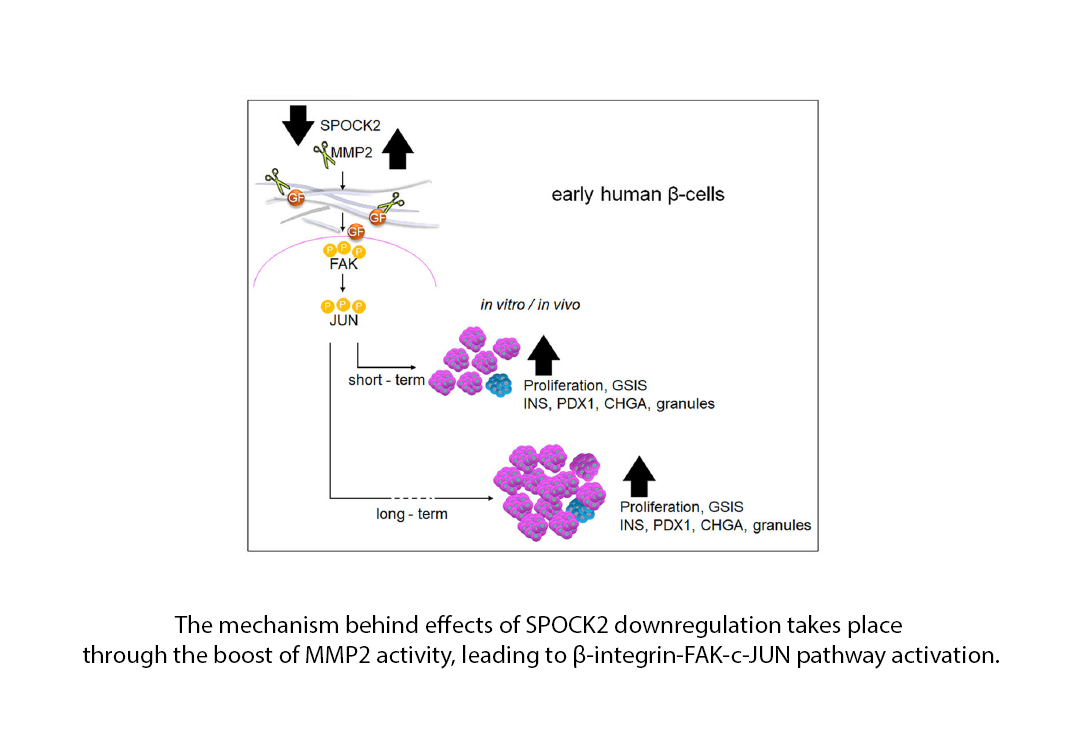 MBorowiakLab's tweet photo. Here’s another fresh publication we’re excited to share:

"SPOCK2 controls the proliferation and function of immature pancreatic β-cells through MMP2"
by Katarzyna Blaszczyk et al. , published on 01.01.2025 in Experimental Molecular Medicine

#insulin #diabetes #hPSC #stemcells https://t.co/avVf4jOuTn