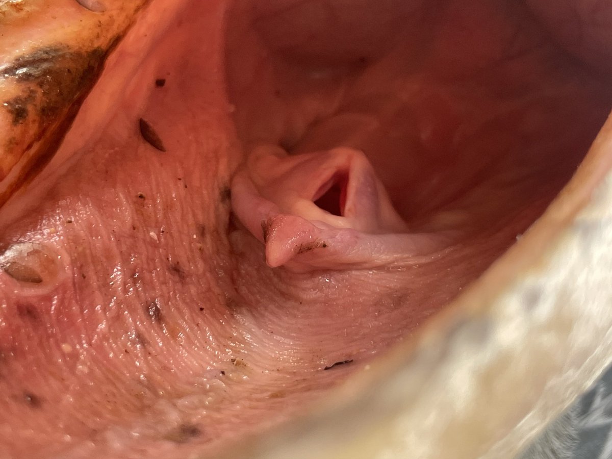 ハシビロコウの口の中は？？ しずかの大きな口の中は、このようなっ