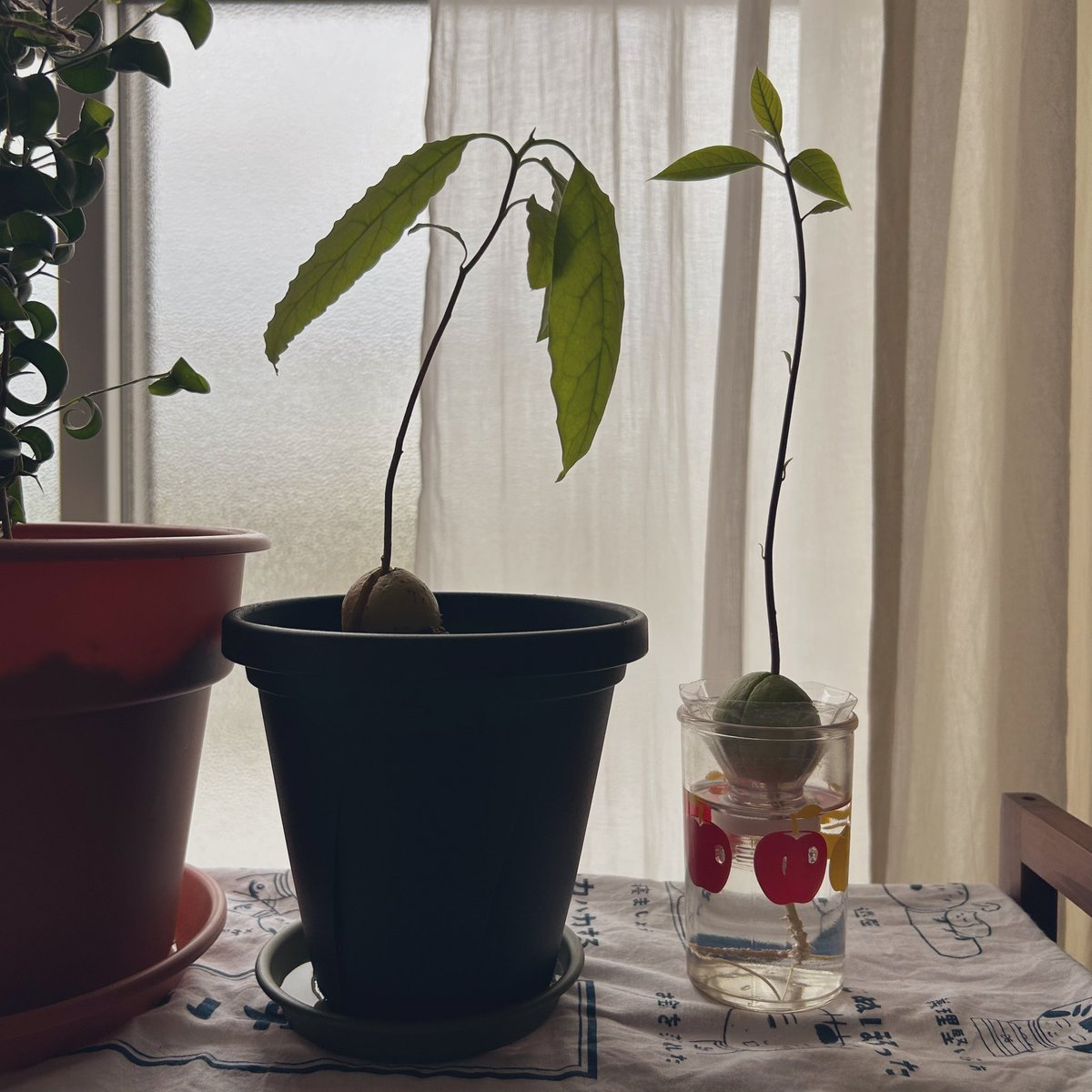 🌻夏休みの自由研究

その1　アボカド兄弟の水耕栽培🥑
次男も無事に芽を出し、ニョキニョキと身長を伸ばしています
長男は根がだいぶ育ってきたので、鉢植えに引っ越し。

ここまで約3ヶ月🪴
実がなるまでには10年くらいかかるらしい…やってみようかな…