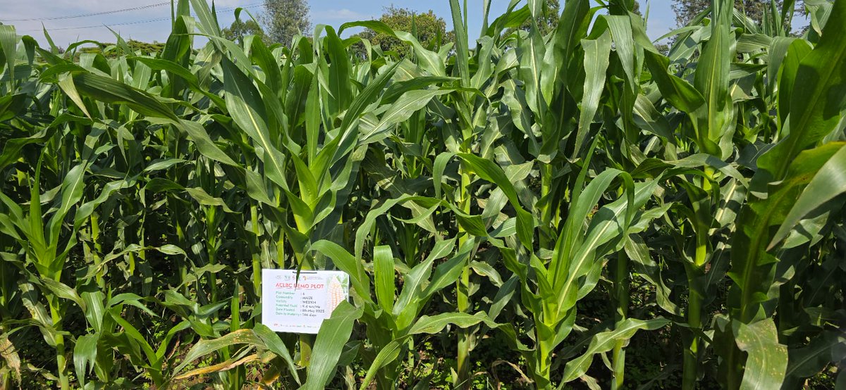 Taat_Africa's tweet photo. #ACLBC ‘s primary goal is to accelerate the adoption and scaling of high-performing, #TAAT-vetted seed technologies by engaging and supporting African seed companies. Click here to know more:   https://t.co/6ZyK7DrNhe
#ACLBCDemo #JoinACLBC #AFSTA #EngageTAAT to #FeedAfrica

@AfDB_Group @gatesfoundation @GatesAfrica @CGIAR @IITA_CGIAR @AFSTA_Seed @SeedFed
@Better_Seed @EuroseedsEU @ISTAseedtesting
@ScienceAlly @ippcnews @AFP @ReutersWorld
@guemuh84884 @eyunati  @kalromkulima @kilimoKE @eastwestseed