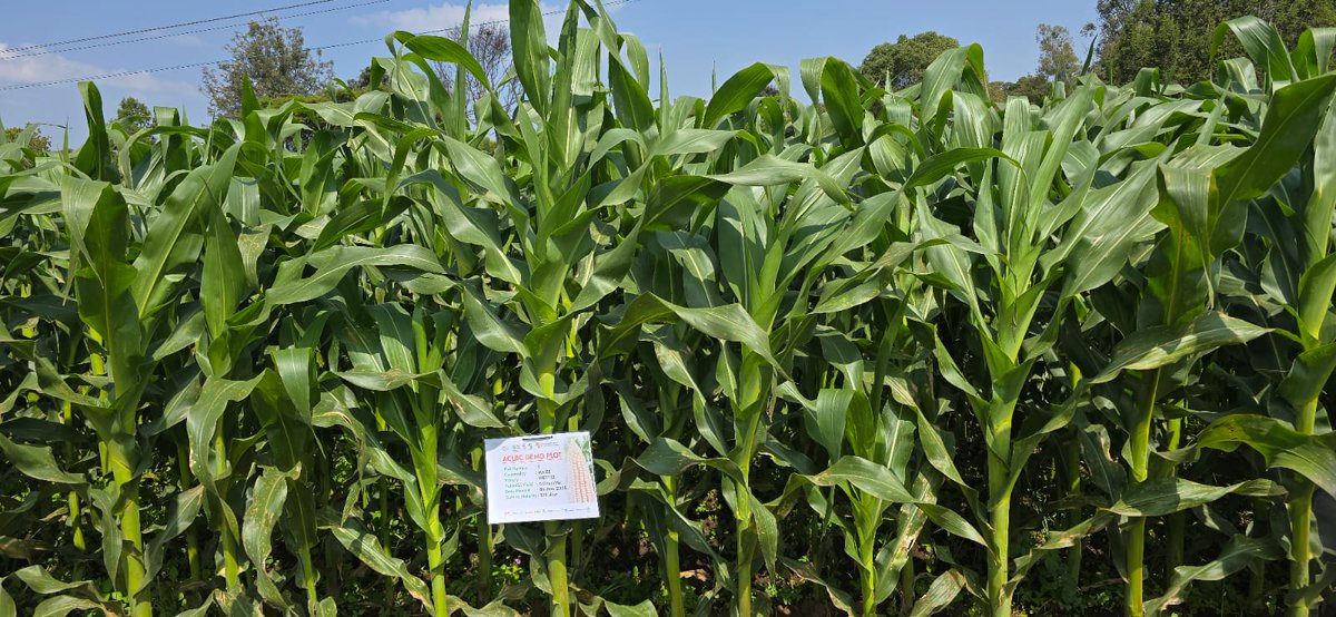 Taat_Africa's tweet photo. #ACLBC ‘s primary goal is to accelerate the adoption and scaling of high-performing, #TAAT-vetted seed technologies by engaging and supporting African seed companies. Click here to know more:   https://t.co/6ZyK7DrNhe
#ACLBCDemo #JoinACLBC #AFSTA #EngageTAAT to #FeedAfrica

@AfDB_Group @gatesfoundation @GatesAfrica @CGIAR @IITA_CGIAR @AFSTA_Seed @SeedFed
@Better_Seed @EuroseedsEU @ISTAseedtesting
@ScienceAlly @ippcnews @AFP @ReutersWorld
@guemuh84884 @eyunati  @kalromkulima @kilimoKE @eastwestseed