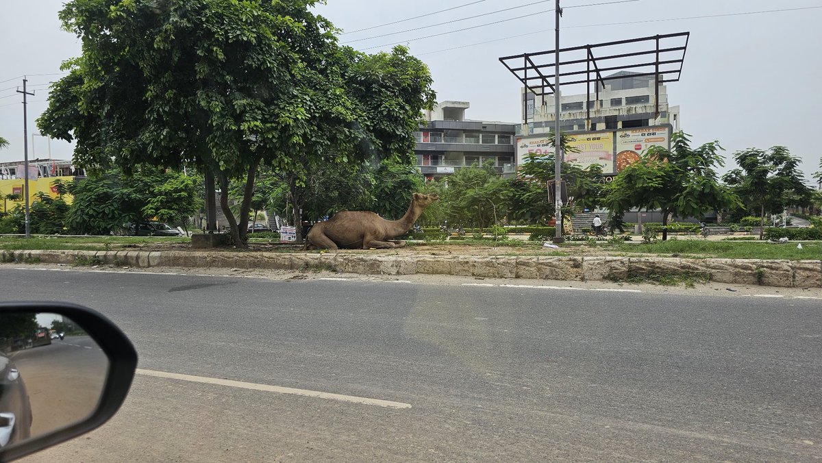 I_M_Harsh's tweet photo. @OfficialGNIDA 
@Uppolice 

This Camel appears roaming freely since morning near ATS Chowk, GN Sec 1.

Camel might get hurt or it might also cause accident.

Location:
https://t.co/Dj2O0EuEC6 https://t.co/a5HPyLkcCf