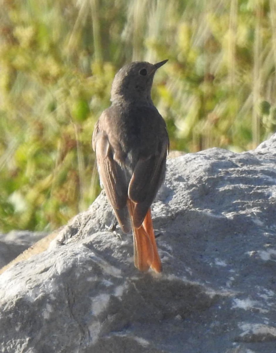 Dr Alison Raby tweet media