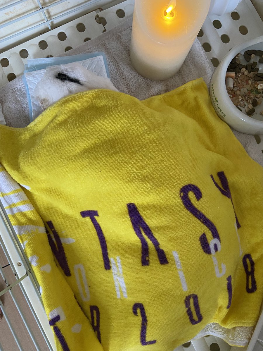 ご無沙汰です。
今更X迷いましたが
昨日、ぴょんちゃんが虹の空を渡りました🌈
顎に膿瘍ができて治る病気ではなく、2年程頑張りました。昨日急変し、最期は私の腕の中で眠るようでした
羽生さんのおかげでゆづ友さん達に可愛がって頂き幸せ兎でした。心から有難うございました。
#羽生クラスタうさぎ部