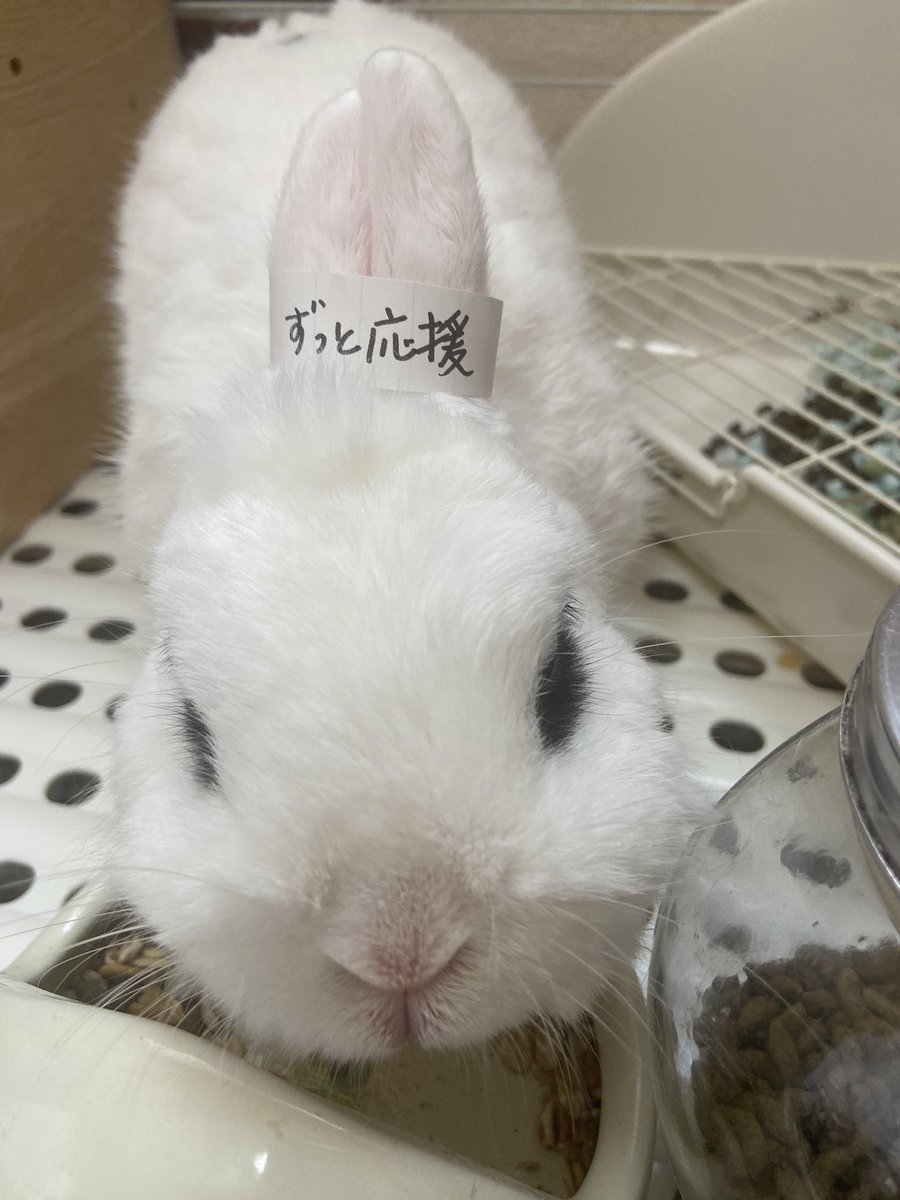 majyoyoshi's tweet photo. ご無沙汰です。
今更X迷いましたが
昨日、ぴょんちゃんが虹の空を渡りました🌈
顎に膿瘍ができて治る病気ではなく、2年程頑張りました。昨日急変し、最期は私の腕の中で眠るようでした
羽生さんのおかげでゆづ友さん達に可愛がって頂き幸せ兎でした。心から有難うございました。
#羽生クラスタうさ��部 https://t.co/vLwl7vxwpM