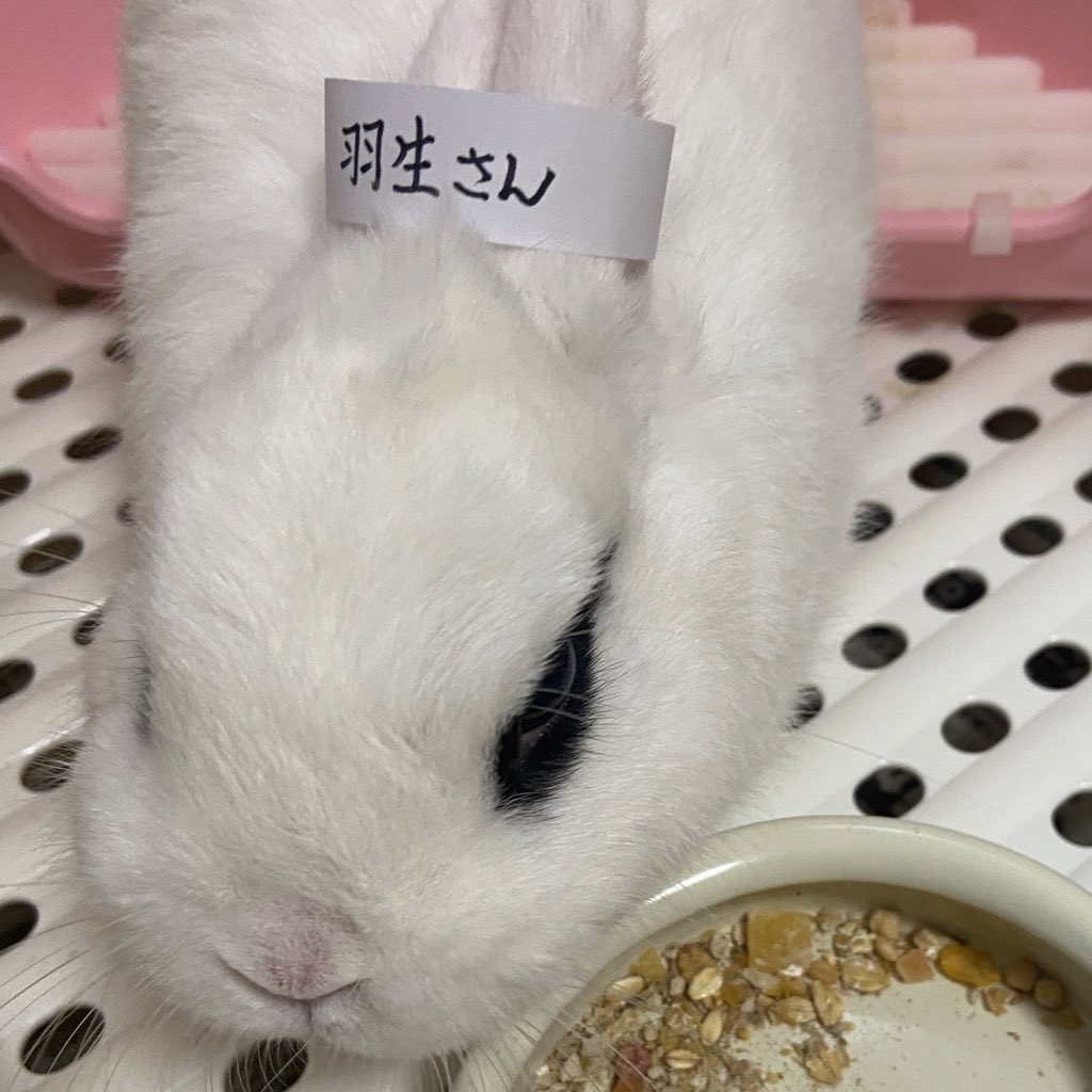 majyoyoshi's tweet photo. ご無沙汰です。
今更X迷いましたが
昨日、ぴょんちゃんが虹の空を渡りました🌈
顎に膿瘍ができて治る病気ではなく、2年程頑張りました。昨日急変し、最期は私の腕の中で眠るようでした
羽生さんのおかげでゆづ友さん達に可愛がって頂き幸せ兎でした。心から有難うございました。
#羽生クラスタうさ��部 https://t.co/vLwl7vxwpM