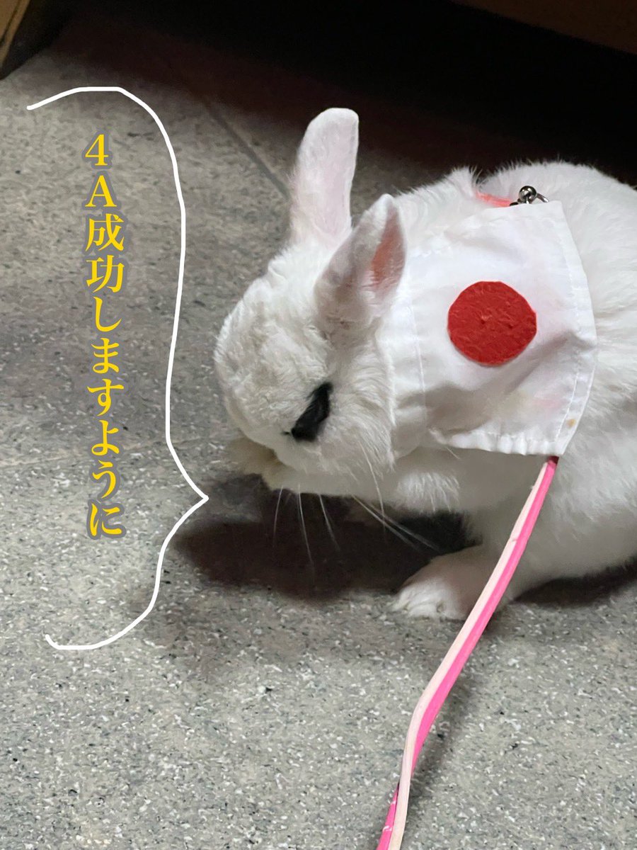 majyoyoshi's tweet photo. ご無沙汰です。
今更X迷いましたが
昨日、ぴょんちゃんが虹の空を渡りました🌈
顎に膿瘍ができて治る病気ではなく、2年程頑張りました。昨日急変し、最期は私の腕の中で眠るようでした
羽生さんのおかげでゆづ友さん達に可愛がって頂き幸せ兎でした。心から有難うございました。
#羽生クラスタうさ��部 https://t.co/vLwl7vxwpM