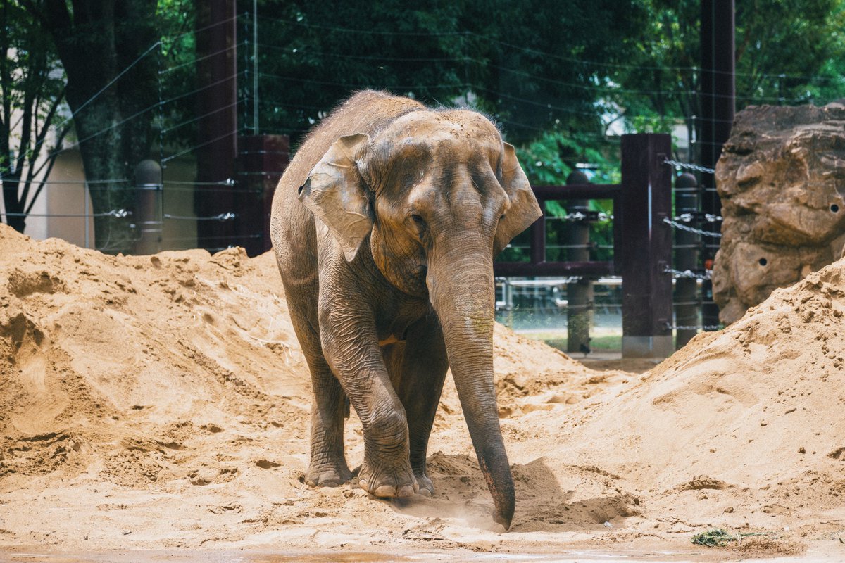 chikiu_san's tweet photo. 動物園行ったけど、動物暑さにやられてましたな。
#LUMIX #LUMIXS1M2 #S1II https://t.co/af4SGY2MNw