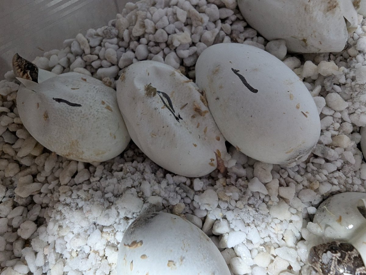 Seigon444's tweet image. x hetピンク（♀昨年確定）
15中先行6孵化
全てノーマル表現
やったから♂持ってないと
諦めてたら！
ごめんなさい〜
後のノーマルかパンサーか
ヘイズかの楽しみと
例の不安が………
#snake
#hognose
#ヘビ
#爬虫類
#シシバナ