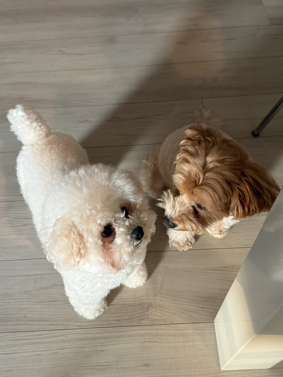 お友達にお顔ｸﾝｸﾝされる我が家の白もふ犬