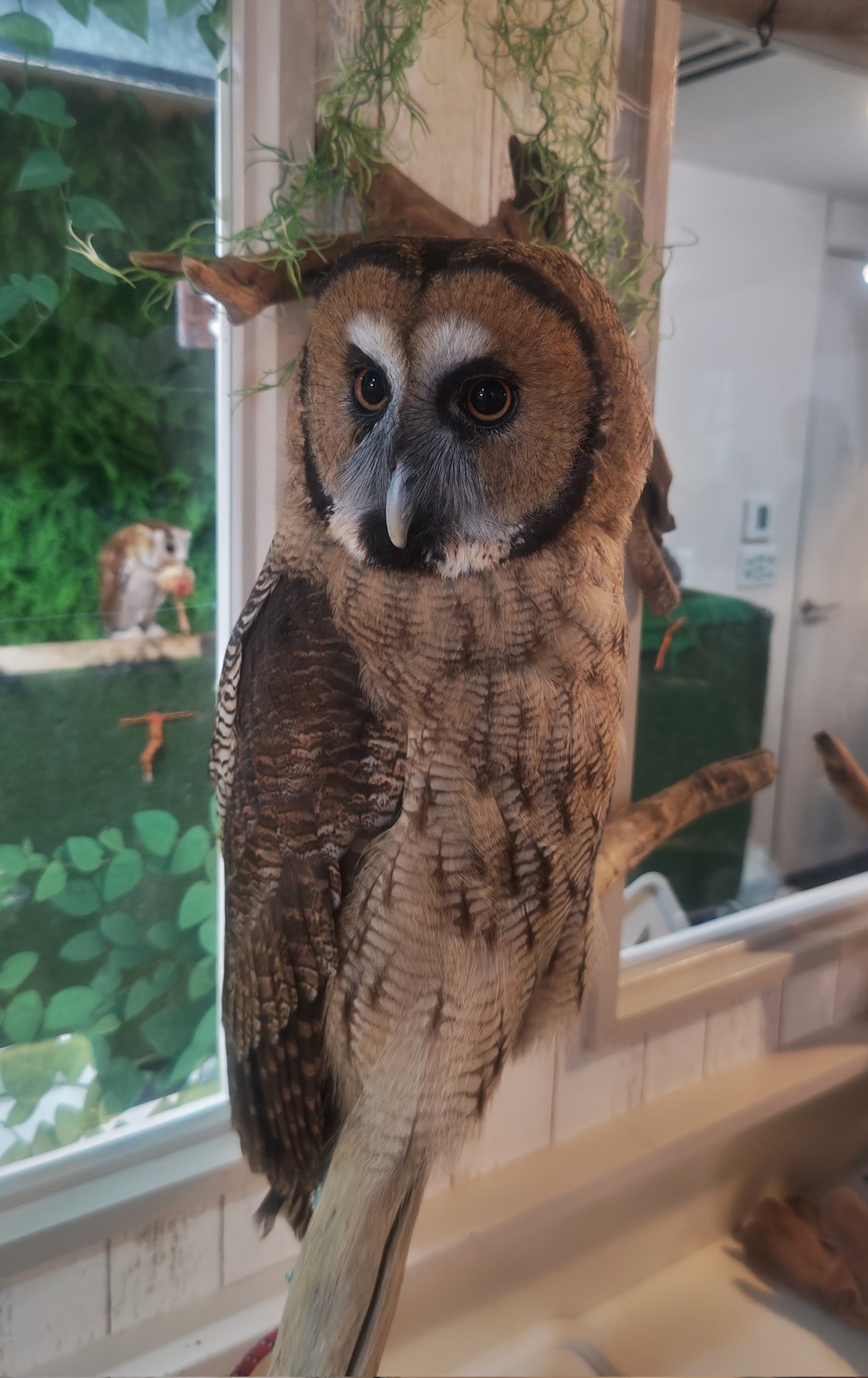 フクロウ様(*ˊᵕˋ*) シバ on X: 