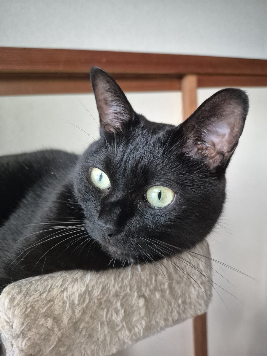 8Idmu1yJfZsJCOK's tweet photo. ไปๆฅใฏใใพใใพใ้ใใใใใใฃใใญ๏ฝ
#้ป็ซ
#BLACKKAT
#BlackCat https://t.co/l2HMGZIgm6