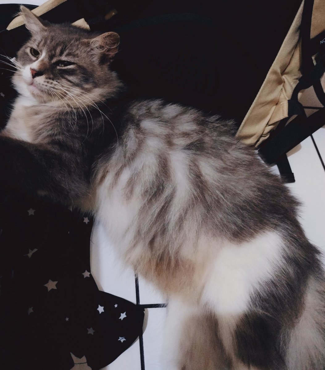 Si Gembul yg doyannya ndusel2 ke ransel, ndusel2 ke laptop.
Trus dia paling tau kalo anak gue udah mulai nyari "Mamah-mamah", dia pasti langsung nyamperin gue trus ngasih tatapan "Woi dicariin tuh sama anak Lo!"