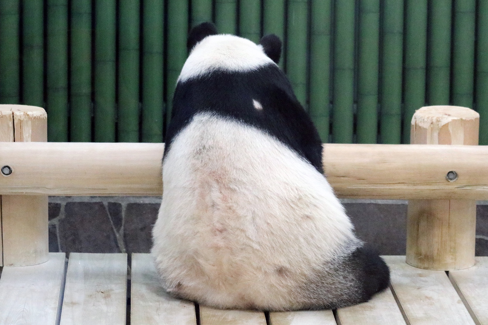 パンダ様おまとめ ぼくはクマ、ぼくもクマ。》コットン100％ オックス MA-0021