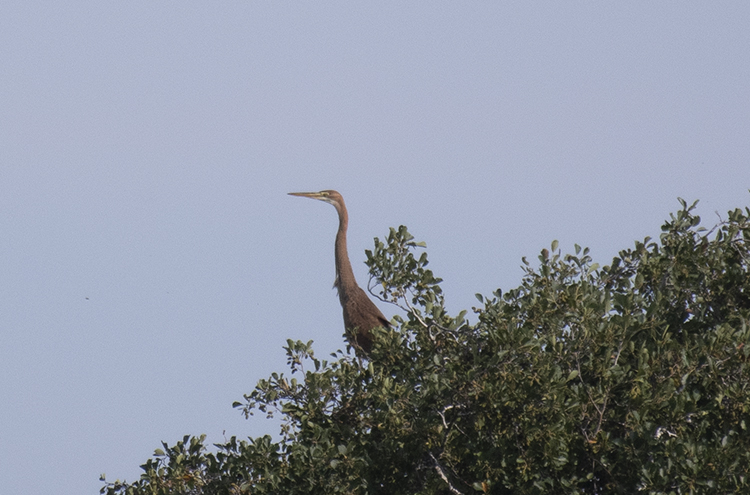 Top find by <a href="/sconebirding/">Nick Moran</a> this morning, this juvenile Purple Heron on the Nunnery Lakes reserve was the first record for the site, at one point sat on the same island as a Cattle Egret! Well worth the run back down the track having just walked past the lake it was favouring