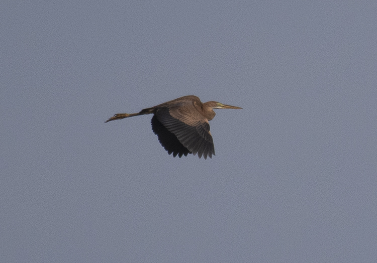 NeilCalbrade's tweet image. Top find by @sconebirding this morning, this juvenile Purple Heron on the Nunnery Lakes reserve was the first record for the site, at one point sat on the same island as a Cattle Egret! Well worth the run back down the track having just walked past the lake it was favouring