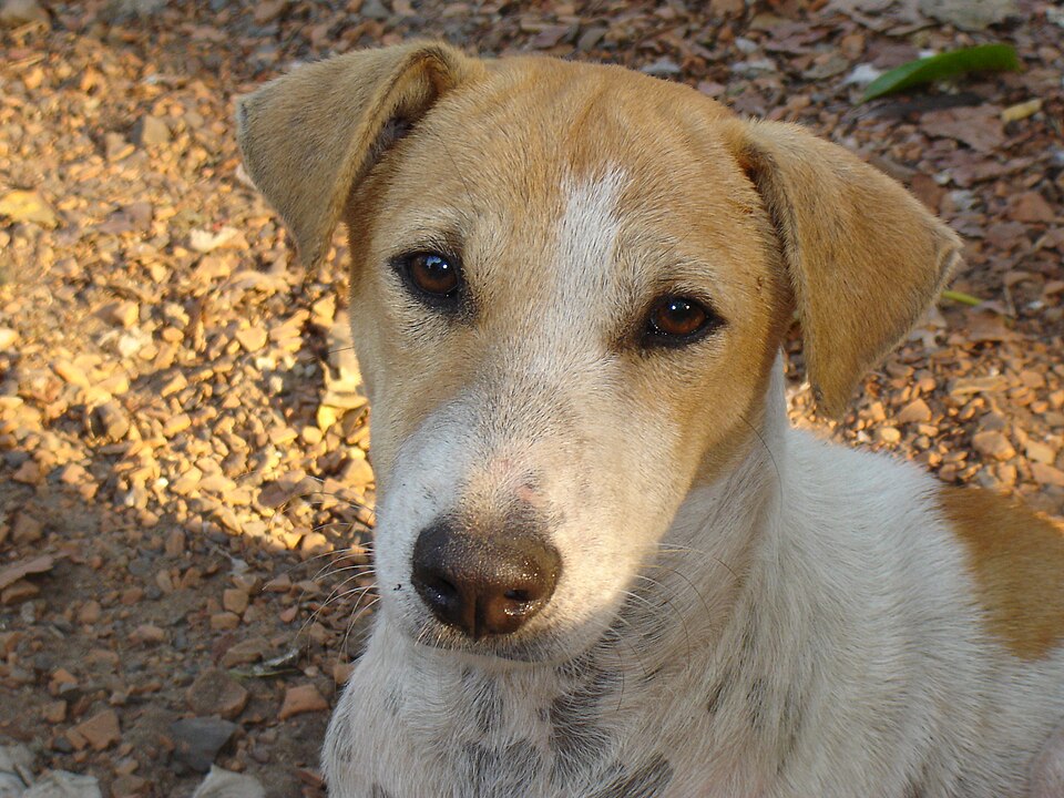 Rohan Agarwal (@iamrohanagarwal) on Twitter photo Supreme Court has directed for the shifting of stray dogs to dog shelters in Delhi. But is it that easy and viable?
<a href="/DelhiGovDigital/">Delhi Government</a> <a href="/MCD_Delhi/">Municipal Corporation of Delhi</a> Please apprise the public of the following:
1. Number of dog shelters in Delhi
2. Capacity of these shelters
3. Current dog count at Supreme Court has directed for the shifting of stray dogs to dog shelters in Delhi. But is it that easy and viable?
<a href="/DelhiGovDigital/">Delhi Government</a> <a href="/MCD_Delhi/">Municipal Corporation of Delhi</a> Please apprise the public of the following:
1. Number of dog shelters in Delhi
2. Capacity of these shelters
3. Current dog count at