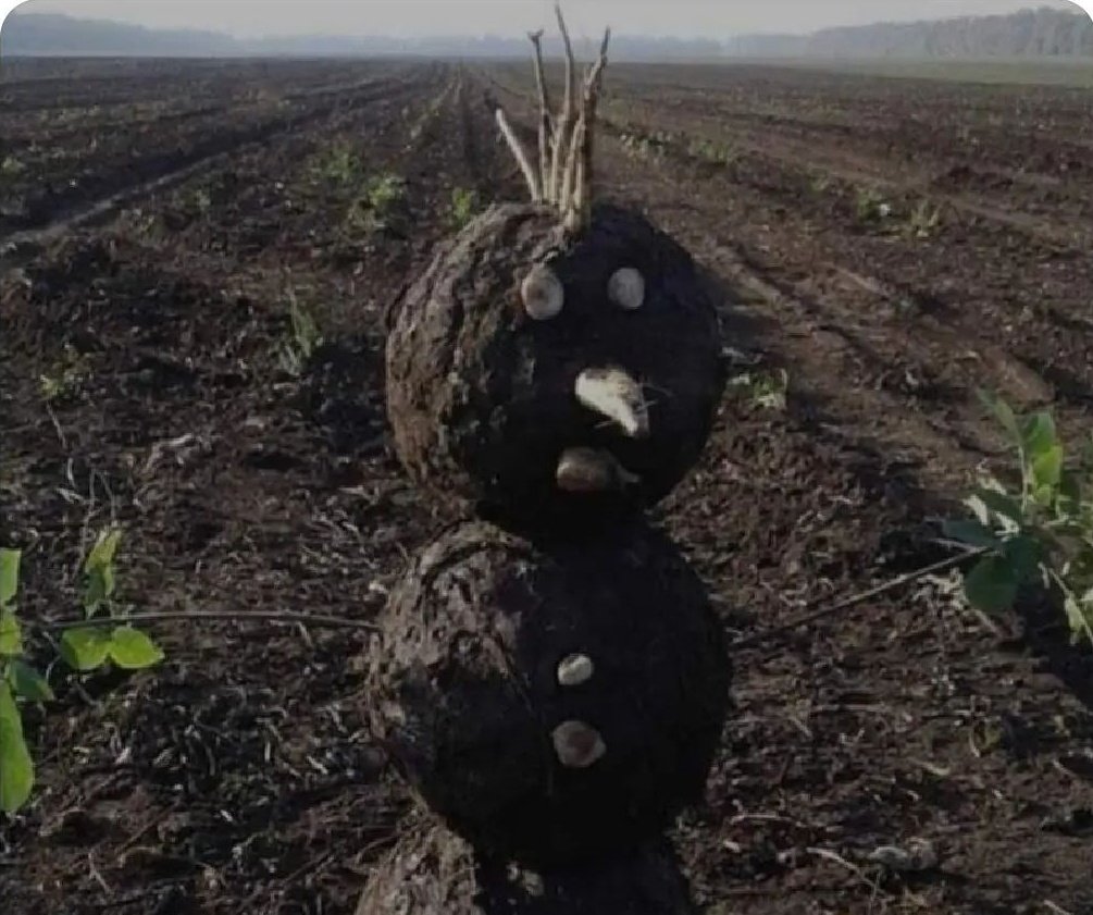 dandochola's tweet photo. *TERCER DIA DE LA OLA DE CALOR*

- El muñeco nieve del Sobradillo:... https://t.co/hajgp3RTQg