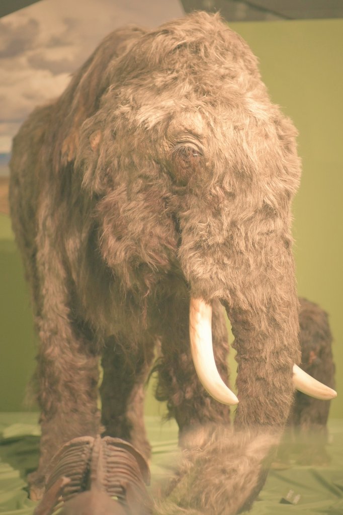 希少　氷河期マンモス標本標本 氷河期展: みかわん控え室