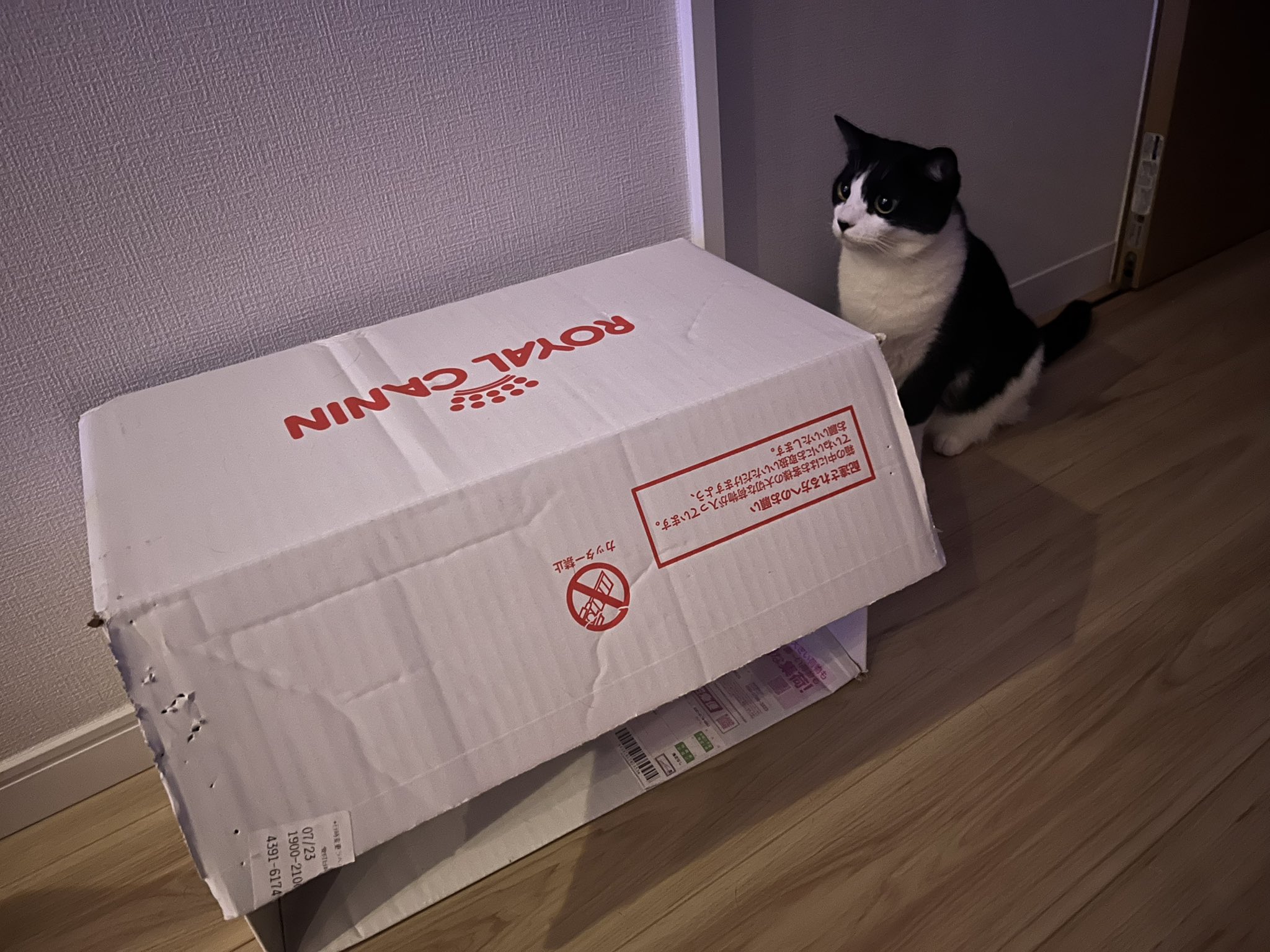 猫 愛の箱を覗く ※額装済み 窓際の猫」ギフトボックス展開図 | Kyoco's 展開図
