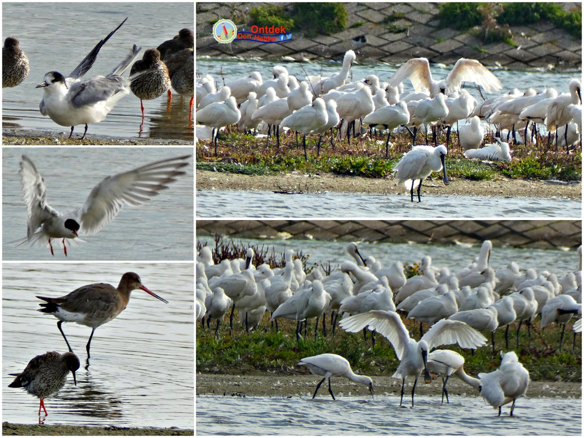 #vogel #paradijs Balgzand - Oostoever #Den_Helder - #Lepelaars (#Spoonbill) #Noorse_Stern (#arctis_tern) #visdiefje (#common_tern) #grutto (#godwit) - #natuur #birds #nature #NaturePhotography