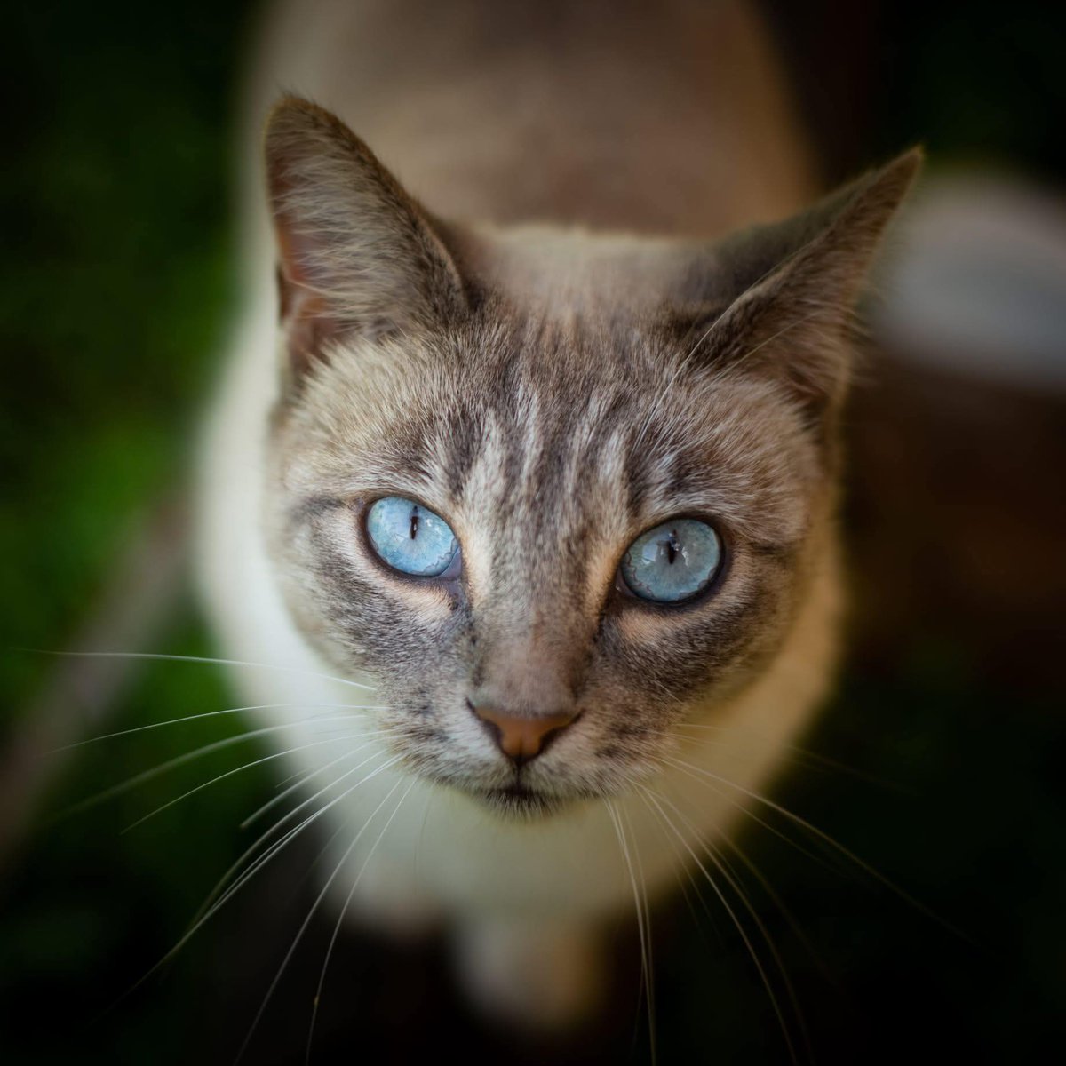 Todos los días hay ataques a animales indefensos en nuestras calles y la justicia no hace nada.  Si no te gustan, déjalos en paz.
ELSA gatita ahorcada en Jerez de la Frontera (Cádiz) que era cuidada y querida por la Asociación Protectora Colonia Felina Torrox