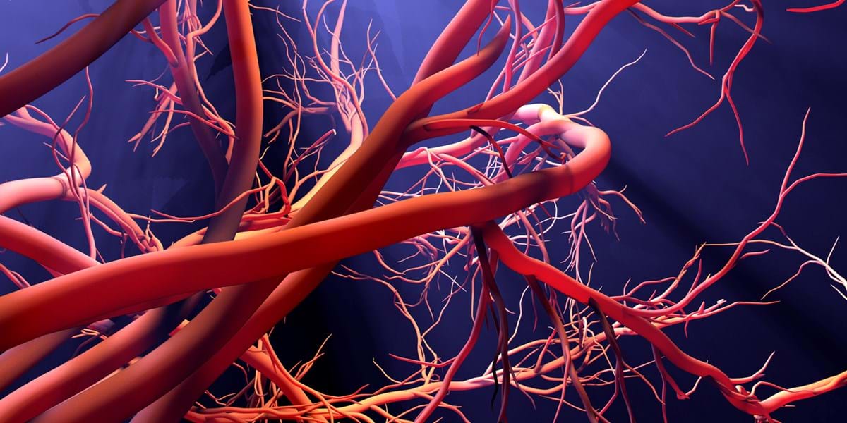 strivlabs's tweet photo. Supports Blood Vessel Function 🧬

🔹 May boost VEGF (vascular endothelial growth factor)
🔹 Improves circulation—especially where it counts

👉 Want this in a clean formula? https://t.co/Jo7g1irpex