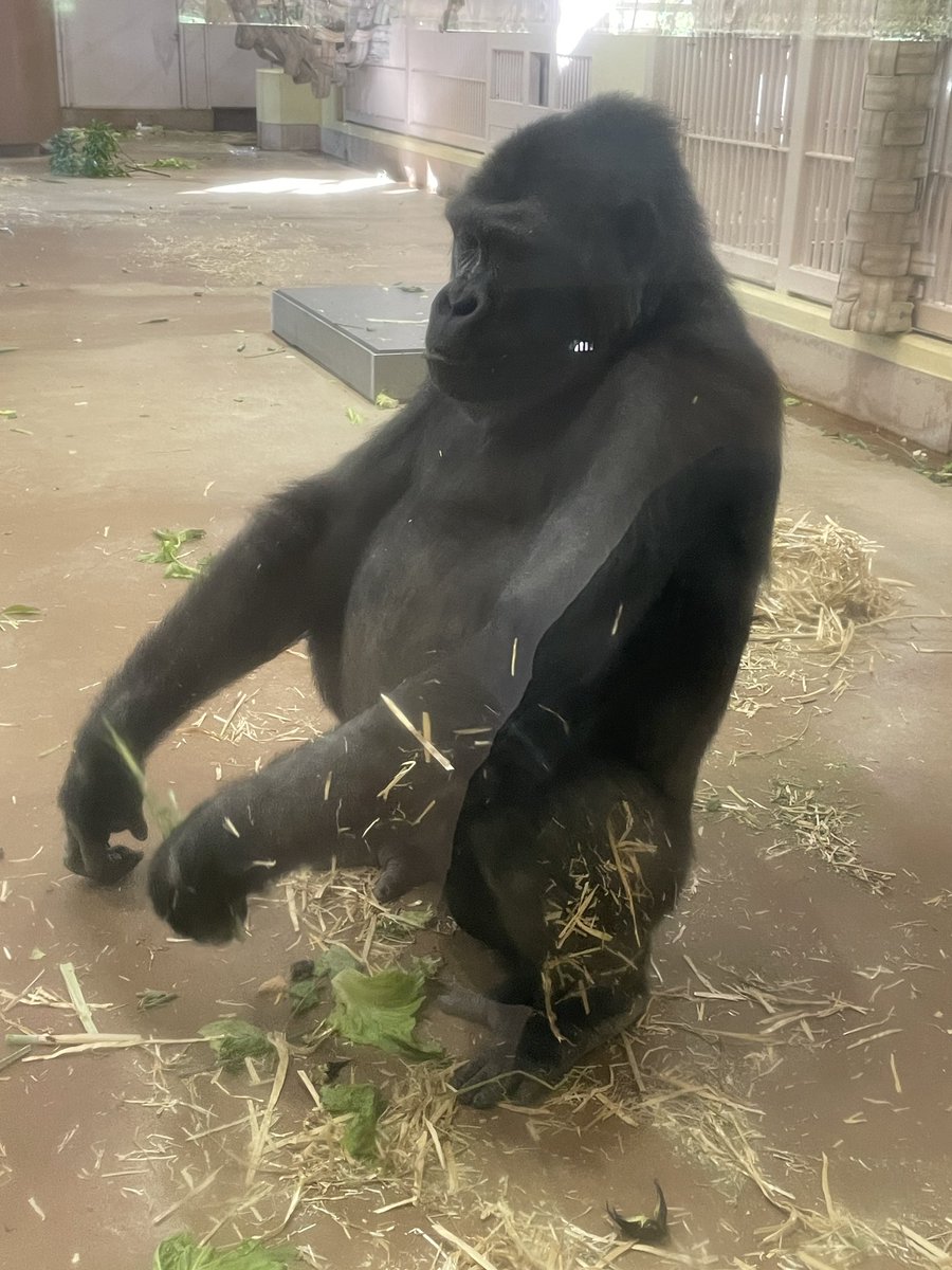 wowALFwow's tweet photo. #動物園　#東山動物園
名古屋の東山動物園に行ってきたよ！
ココはレッサーパンダがアクティブでいいよね！すごく可愛いよ！
オオカミもいたけど、ただの白い犬だね！花咲か爺さんの犬かな？
ゴリラのシャバーニも有名だけど、3匹ゴリラいて、どれだかわかんない！ただ3ゴリラとしか言えないね！ https://t.co/e7MrHPDG0u