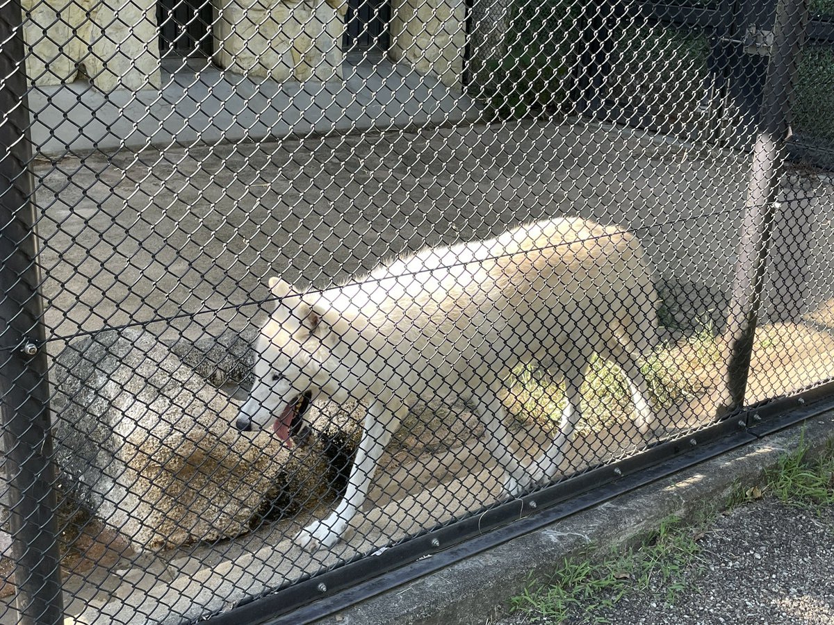 wowALFwow's tweet photo. #動物園　#東山動物園
名古屋の東山動物園に行ってきたよ！
ココはレッサーパンダがアクティブでいいよね！すごく可愛いよ！
オオカミもいたけど、ただの白い犬だね！花咲か爺さんの犬かな？
ゴリラのシャバーニも有名だけど、3匹ゴリラいて、どれだかわかんない！ただ3ゴリラとしか言えないね！ https://t.co/e7MrHPDG0u