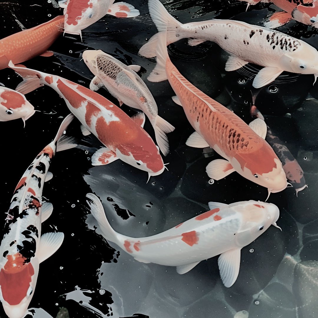 goodjudgemnt's tweet image. ⠀

           𝒄ause   i   𝐟𝐞𝐞𝐥   like   i’m   the   𝐰𝐨𝐫𝐬𝐭   so
           i    𝐚𝐥𝐰𝐚𝐲𝐬    𝖆ct    li͟k͟e    i’m    𝖙he    𝐁𝐄𝐒𝐓
           𝖆nd    it    𝐡as    no    𝐚𝐩𝐩𝐞𝐚𝐥    ✦    張沙織

⠀